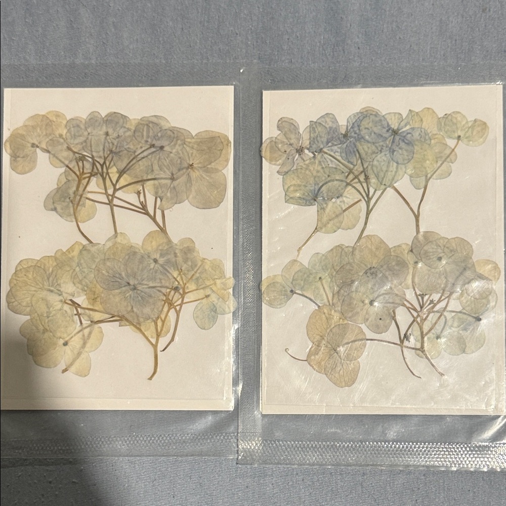 Pressed Hydrangea Flower Art Prints - Pale Blue & Cream